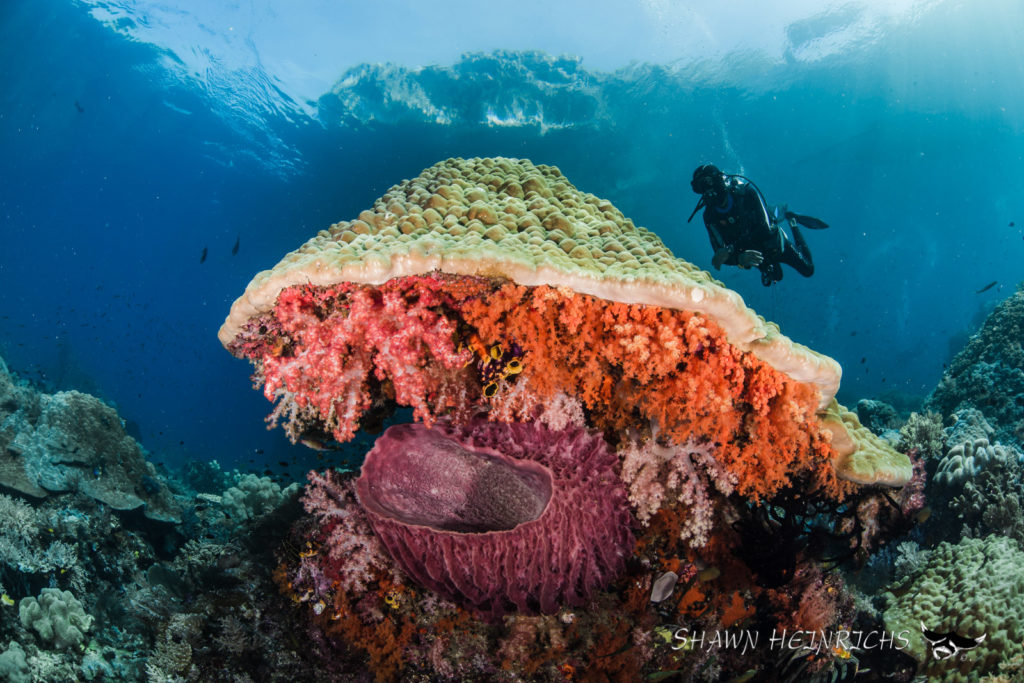 Marine Conservation Institute Ronald W. Naito MD Foundation